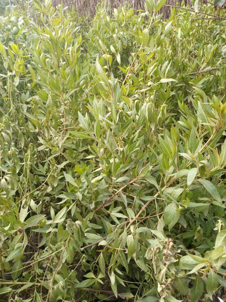 توفر كابرس كيس وسندان ارتفاع متر الى متر ونص 
ويوجد بالسندان ارتفاع مترين سندان كبير السعر 1350جملة والكبير ب6750


**إذا كنت صاحب هذا الإعلان وتريد حذفه لأي سبب، رجاءا أرسل رسالة إلى الدعم الفني**