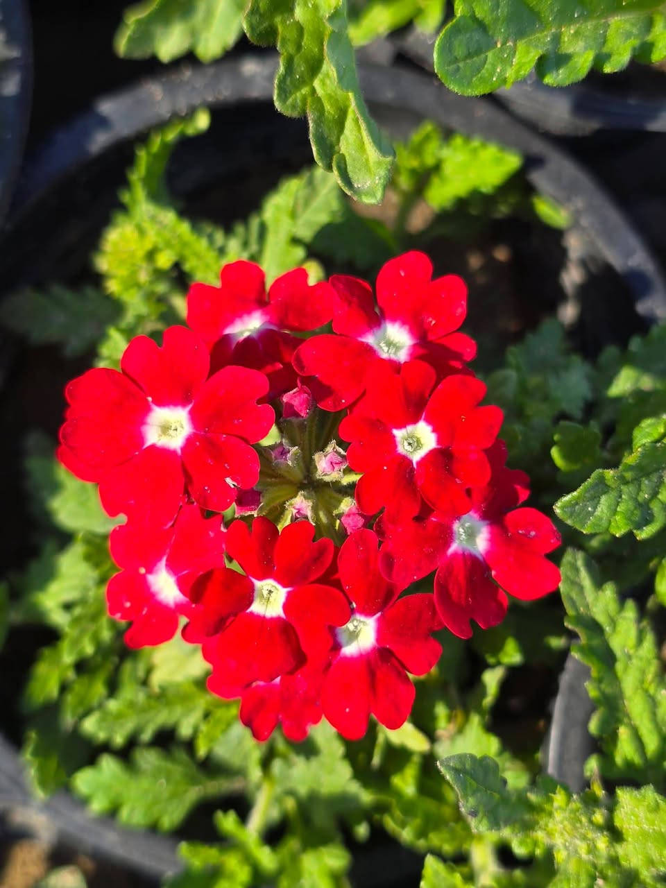 متوفر جميع انواع الورود الموسميه والدائميه 🌹🌷


**إذا كنت صاحب هذا الإعلان وتريد حذفه لأي سبب، رجاءا أرسل رسالة إلى الدعم الفني**