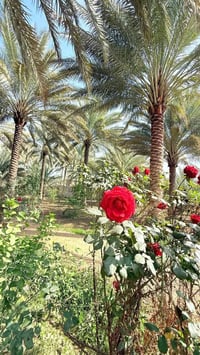 شارع الشكرجي • ارض ٢٠٠م • ١٠٠م للبيع