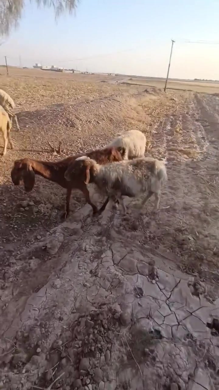 غنم كصابه لبيع ***********
