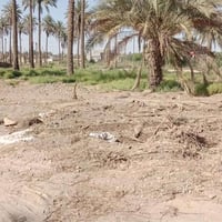 بابل حي جزائر • ١٢٥٠م • طابو زراعي سند ٢٥