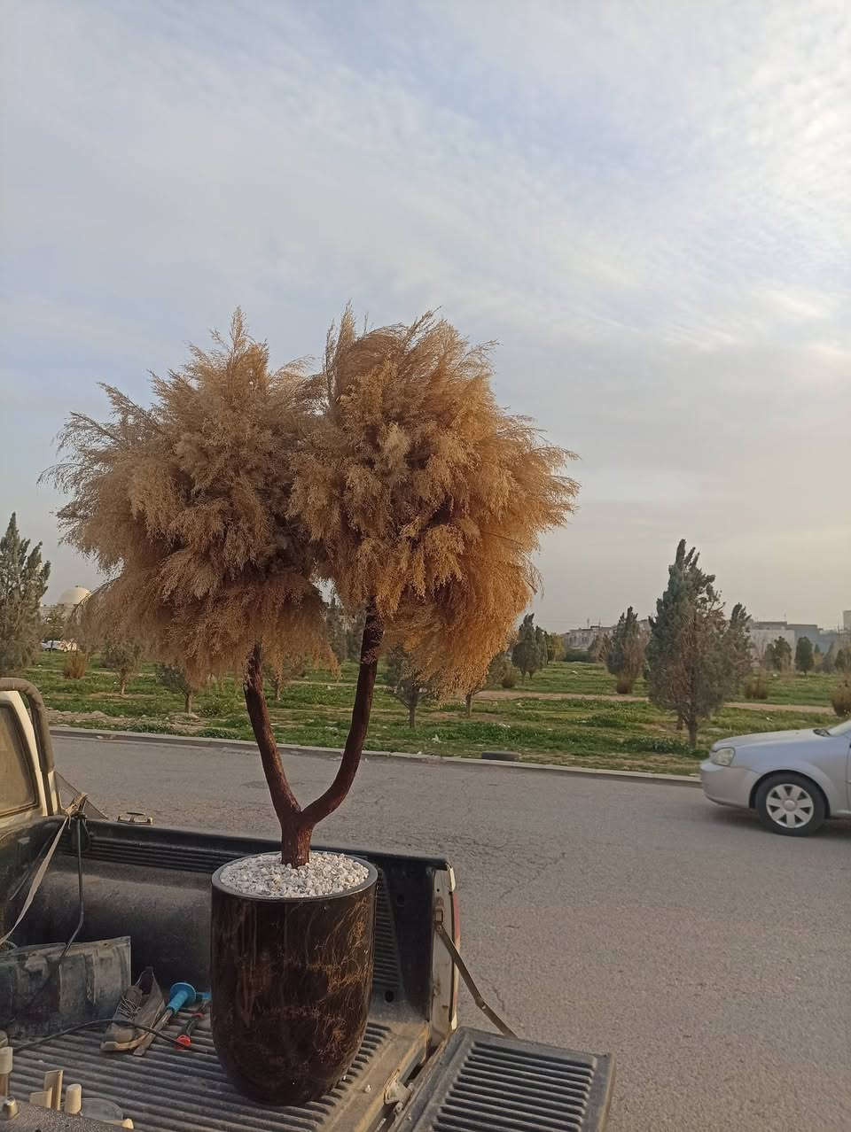 داری پامپاس
دەستکردە
بەرزیەکەی 180 سانتیمەترە
پانیەکەی نزیکی یەک مەترە
مەرکانی سیڕامکی دەرەجە یەک و ناوازە
بۆ زانینی نرخ چات بنێرن یان کۆمێنت بکەن


**إذا كنت صاحب هذا الإعلان وتريد حذفه لأي سبب، رجاءا أرسل رسالة إلى الدعم الفني**