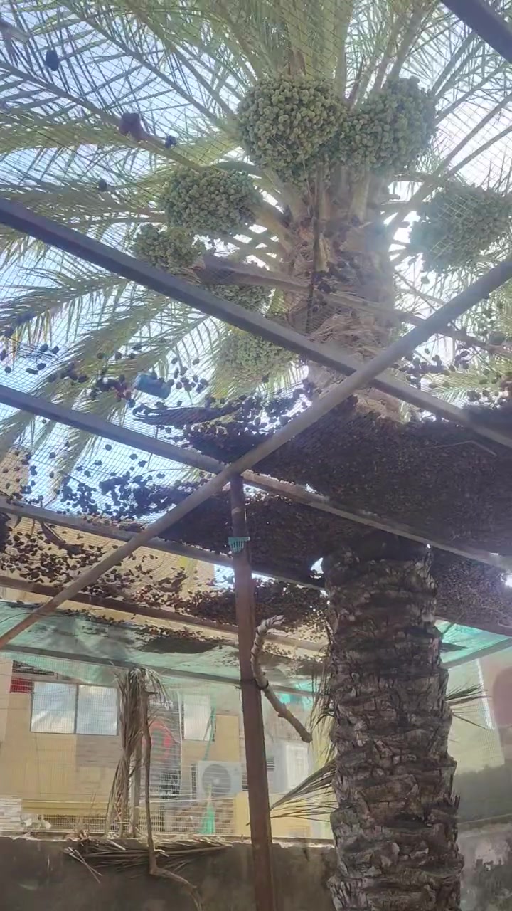سلام عليكم محميه طيور تفصيخ براغي للبيع مكاني كربلاء الحر السعر خاص ***********
