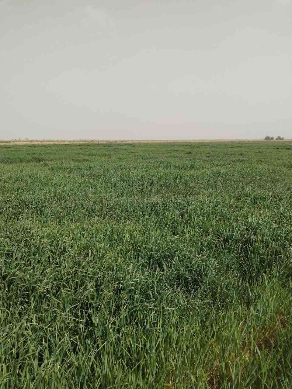 بس الله الرحمن الرحيم 
ارض زراعية للبيع مساحة 28دونم ونص   مصفرة ليزر
 اول موسم 
مزروعة محصول حنطة صنف جيهان
تُباع مع المحصول او بدون المحصول متوفر كهرباء وماء سقي للعلم الارض حاليا مزروعه على غطاسات اثنين 
موقع الارض بعد قرية النخيلة    ينزل عليها شارع ترابي 2كيلو 
الارض تُباع مع المحصول بسعر 70 مجال بسيط
وبدون المحصول بسعر 55 مجال بسيط
الاستفسار التواصل 
***********
الحاج عبدالله  الحميداوي
