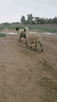 زوج نعاج • عشار ٤ شهور • صلاح الدين بيجي
