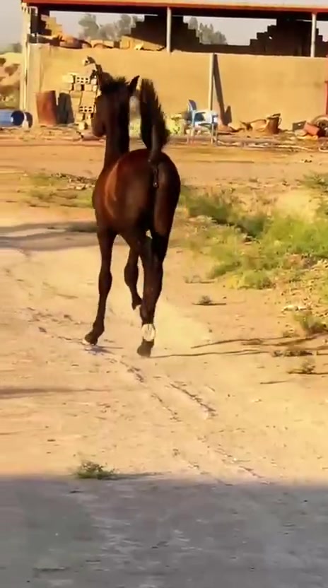 الهم صلي على محمد وآل محمد 
فرس عربيه اللبيع فول مواصفات سالمه من كل عيب ورهه مهره دهمه عمره 4اشهر وامها عمرهه 4سنوات وعشار عليه 3اشهر وين الي يدور الزين ودرجه والئ رسنه من الكحيلات 
خياله راس وشليل المكان بابل منطقه الخميسيه 

***********  واتساب اثير
