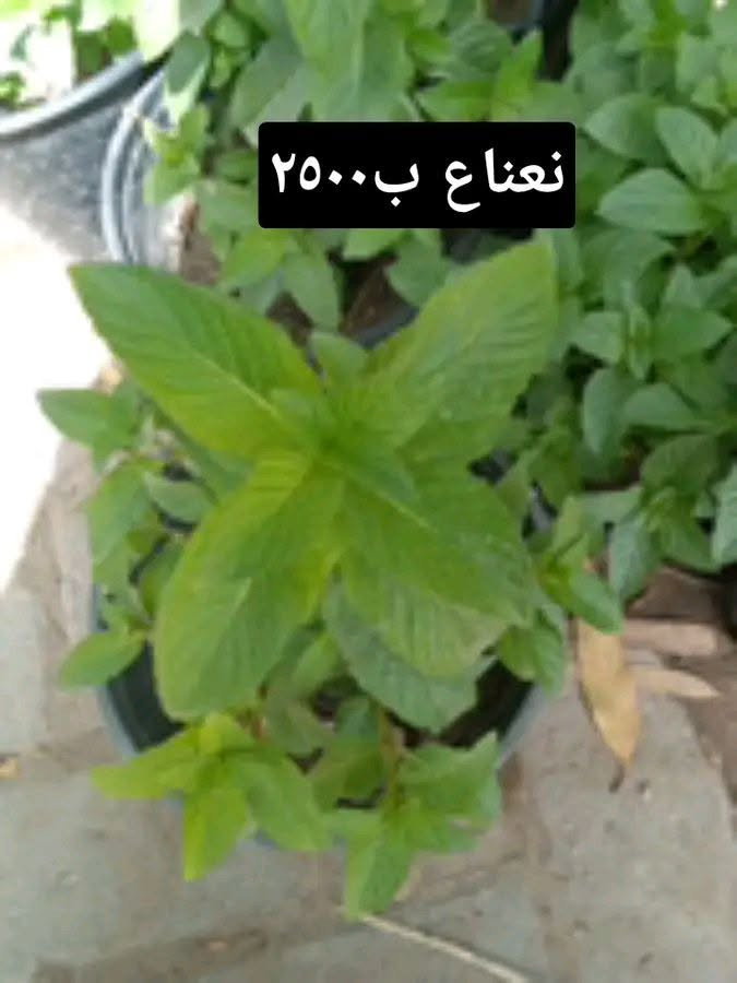 استغلوا. العروض
التوصيل داخل بغداد فقط 
للطلب*********** واتساب

