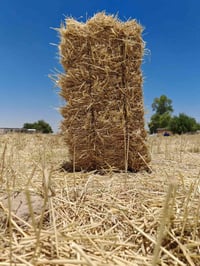 تبن حنطه • ١٠٠٠ كبسه • بحر النجف