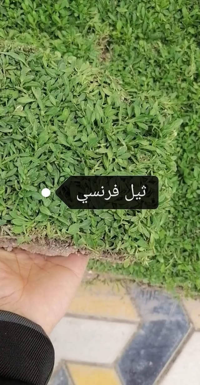#الاسعار يمنه صارت تنافسية  🔥
#متوفر كافة انواع الثيل  الطبيعي
الثيل الامريكي 🌳 الثيل الهندي 🌲 الثيل الايطالي  🌿 ثيل فرنسي🌱 ثيل  
#تجهيز...👇👇👇 
مشاتل 🌴 ملاعب 🏟️🏟️ دوائر حكوميه 🏦 منازل🏘️ منتزهات 🎢 جزرات 🛣️
#اسعار خاصه 
🚚🚛 موجود خدمة توصيل (مجاني)
#للطلب التواصل مع الصفحة أو تصال على رقم 
ويوجد وتساب علا هاذا الرقم(***********)

