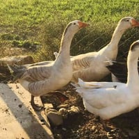 ٥ قازات • سمان • قضاء الحمدانيه