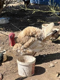 فسيفس • ٨-٩كغ • قرية جديدة