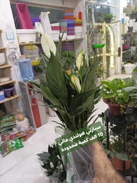 نباتات ضلية • الرمادي العزيزية • توصيل الرمادي