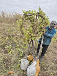 عنب شلاع • توصيل من 100 • حله السياحي