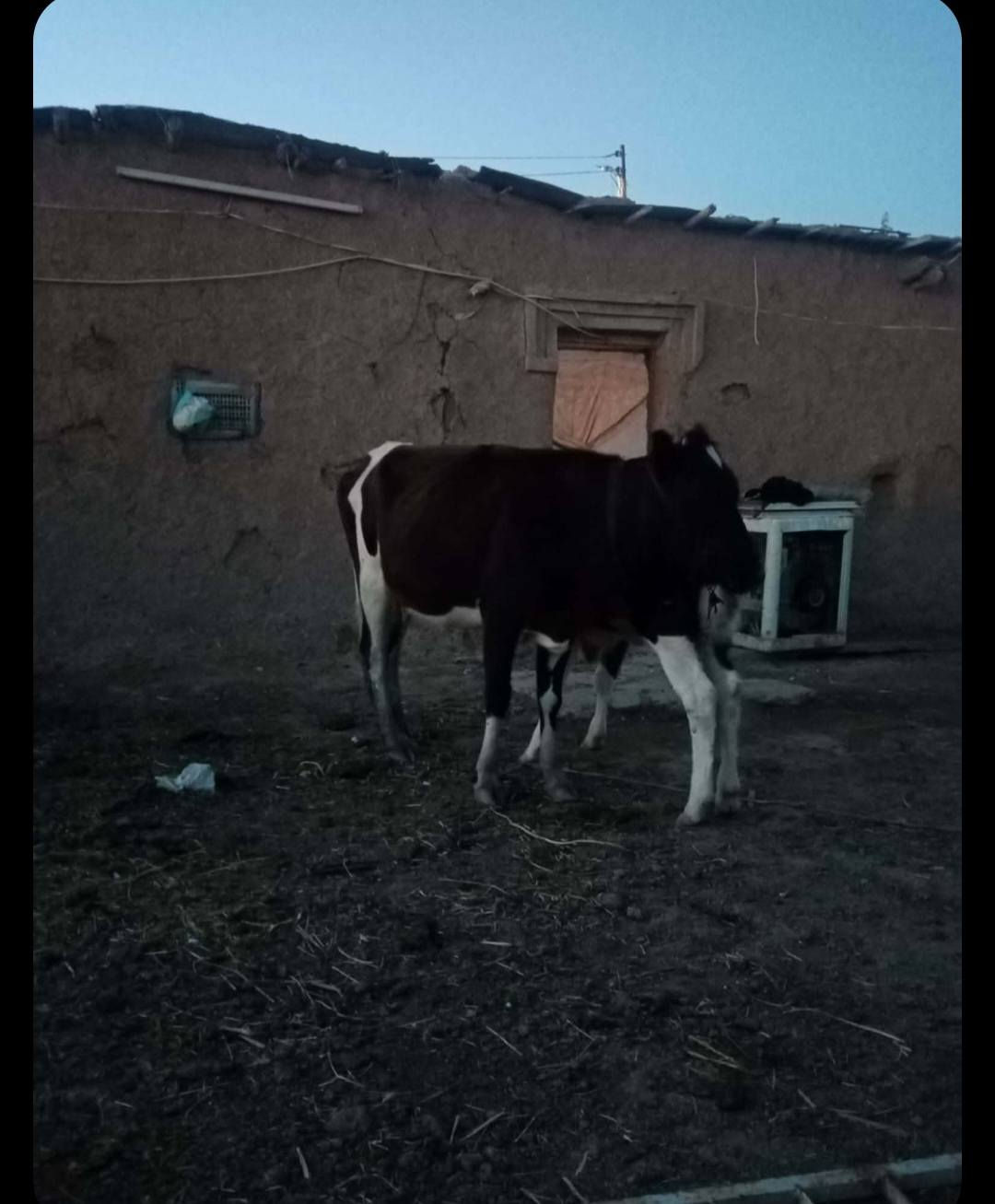 بقره ضحيه الشراي يتصل
***********
