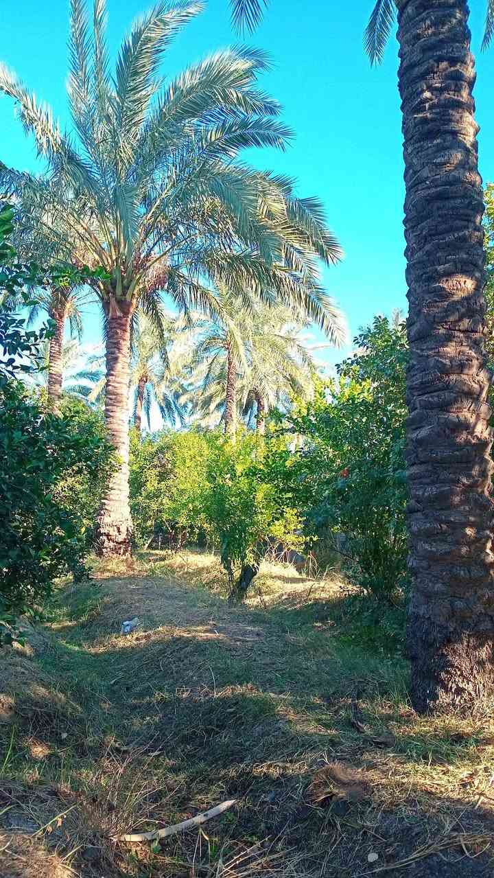 1150 متر طابو زراعي سند 25 تحويل مباشر بائسم المشتري وليس اقرار محكمة 
واجه 30 م ... بستان مشجره جميع الحمضيات والنخيل 
خدمات كامله كهرباء خطين ما اسله ماء سقي من نهر دجلة مباشر أسواق مدارس 
موقع راقي ترهم دار للأستراحة العنوان بغداد الراشدية قرب مزرعه عدنان 
***********
