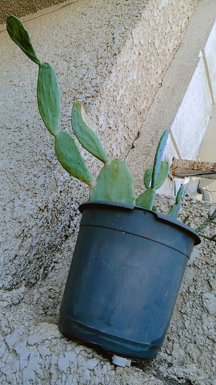 السلام عليكم نباتات للبيع اريد انتقل مكان اصغر واريد ابيعهم الكبيره ب 20 وبيها مجال والوسط الوحده ب10 والصغار الوحده ب6 والصبار ب10 المكان الامين الثانيه


**إذا كنت صاحب هذا الإعلان وتريد حذفه لأي سبب، رجاءا أرسل رسالة إلى الدعم الفني**