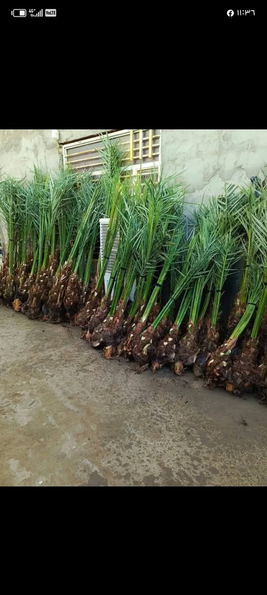 السلام عليكم بريم السعر ٣٥ مكتوم السعر٥٠ ***********
