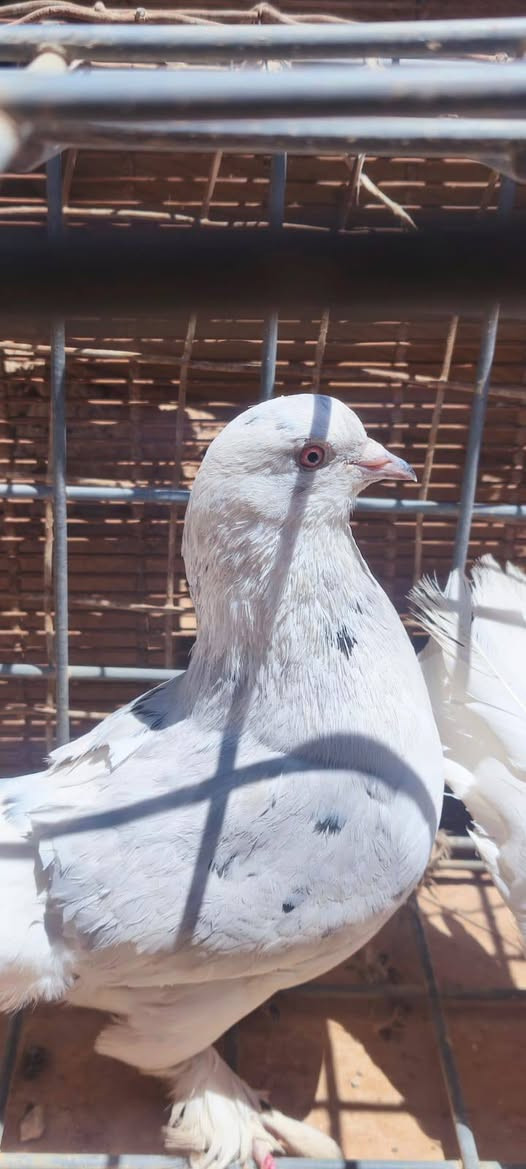 للبيع زوج حمام زينه سعر الزوج 25 
تواصل 
***********
