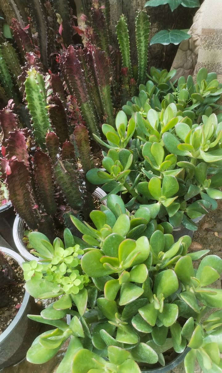 عروض اليوم...🌹🌹 كمية محدودة
سباركس بالفين💐💐
سجاد بالفين🍒🍒
خد عروس بالف ونص🙃🙃
ابصال والفيريزيا ب٣💞💓
كراسيولا ب٥🥰🥰
شمعدان ب٥🤩🤩
متوفر عصا موسى بالفين فقط💝💝
💗💗العرض ثلاثة أيام  لغاية الخميس💗💗
اسعارنا تنافسية واحجام لنباتات حلوة مقارنة باسعارها
للحجز مراسلتنا خاص او الاتصال بالرقم ***********
عنواننا خانقين بختياري الثانيا نهاية شارع العصائب واسواق صالح حمود وعدنا توصيل داخل خانقين
راسلونا وتدللون
