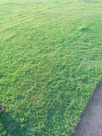 🌳 ثيل طبيعي من أجود الأنواع.. خضرة تدوم وأناقة تبهج! 🌳 مناسب للاستخدام...