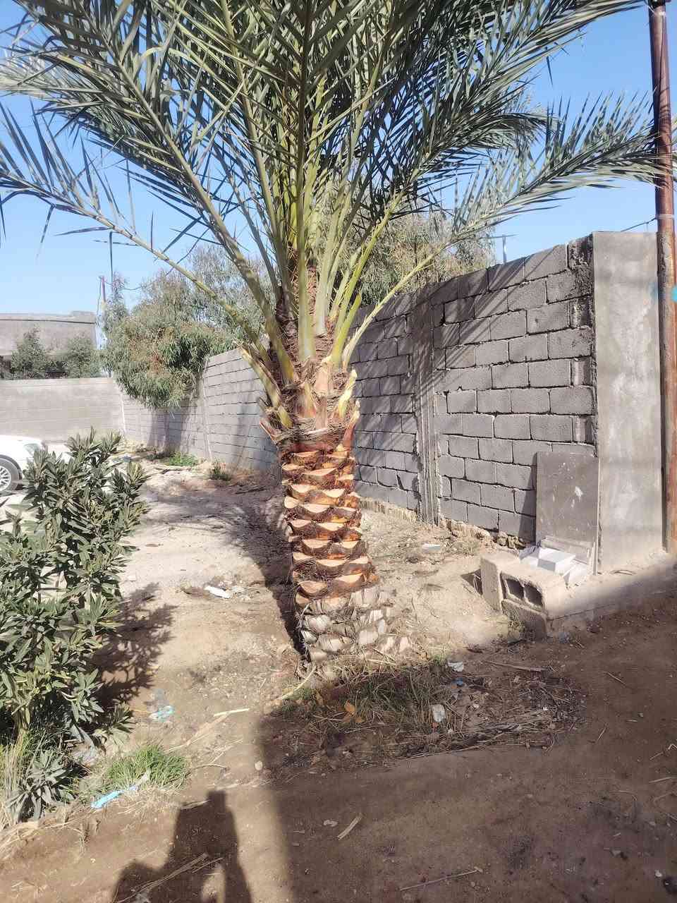 شغل اليوم يوجد تكريب قلع فروخ نخل تجذير نخل دوه نخل أتصل أو تراسل ( ***********)
