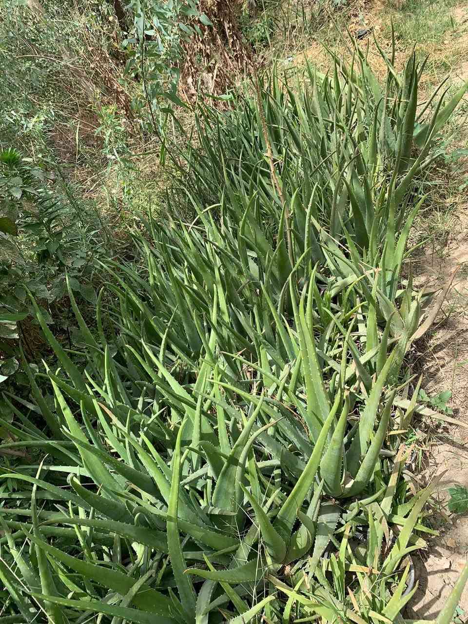 الالوفيرا خشنه سندان كبير لبيع جمله مفرد . السعر ٤الف
لطلب والاستفسار المراسله خاص مشتل الشيخ يوجد توصيل داخل بغداد لطلب محافظات


**إذا كنت صاحب هذا الإعلان وتريد حذفه لأي سبب، رجاءا أرسل رسالة إلى الدعم الفني**