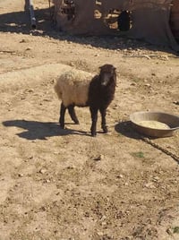 خروف • الريحانه • توصيل