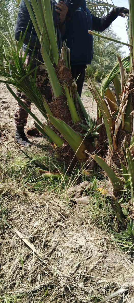 سلام عليكم فسيل برحي للبيع عدد مفتوح سعر فسيل 225 قفل


**إذا كنت صاحب هذا الإعلان وتريد حذفه لأي سبب، رجاءا أرسل رسالة إلى الدعم الفني**