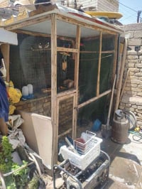 بلابل • زوج بلابل • طيور • بلابل للبيع • طيور محميه • بلابل وحشيات • ط...