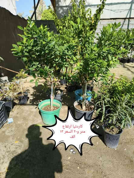 من رخصة الادمن نباتات ضليه وخارجيه التوصيل مجاني لمناطق واحياء كربلاء
الحجز والاستفسار واتساب ***********
