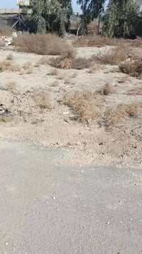 ✅ للبيع عرصه طابو زراعي سند 25   مداور بسم المشتري  قرب جامع زبيد  على...