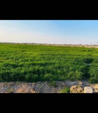 أرض زراعية • ١٠ دونم • قريه ال ناطور