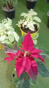 نباتات شمسية • نباتات ظلّية • توصيل الحمزة