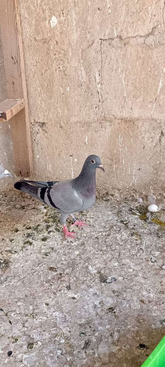 متاح زواجل مخاليف مكاني تلعفر محجلات و صحه خير من الله


**إذا كنت صاحب هذا الإعلان وتريد حذفه لأي سبب، رجاءا أرسل رسالة إلى الدعم الفني**