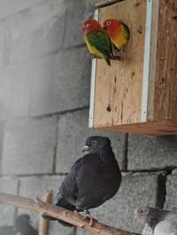 طواير • فحل • مدينه الصدر