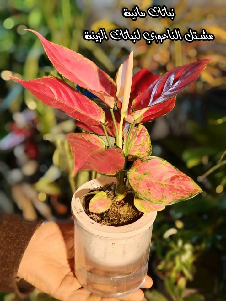 #وصول_وجبة_نباتات_مائية

  زورونآإ تـ♥̨̥̬̩جـ♥̨̥̬̩دون مـ♥̨̥̬̩آإيسرگ♥̨̥̬̩مـ♥̨̥̬̩

#مشہتہلہ_الہناعہوريہ_لہنباتہاتہ_الہزيہنة👩🏻‍🌾
🏠﮼العنوان :-
#صلاح_الدين/#قضاء_الدور/#قرب_البانزينخانه

#للحجزوالتوصيل 🚘
يرجى الاتصال برقم الاستاذ سعيد☎️
‭+٩٦٤ ٧٧٠ ٢٠٥ ٥٩٦٤‬
