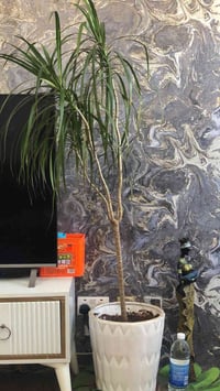 سندانة فخارية • نبات طبيعي • ديكور حديقة