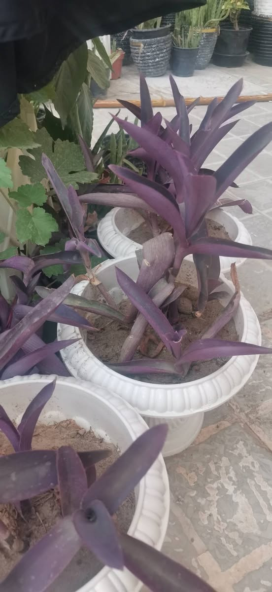نباتات ومستلزمات نباتات ظلية
يوجد توصيل


**إذا كنت صاحب هذا الإعلان وتريد حذفه لأي سبب، رجاءا أرسل رسالة إلى الدعم الفني**