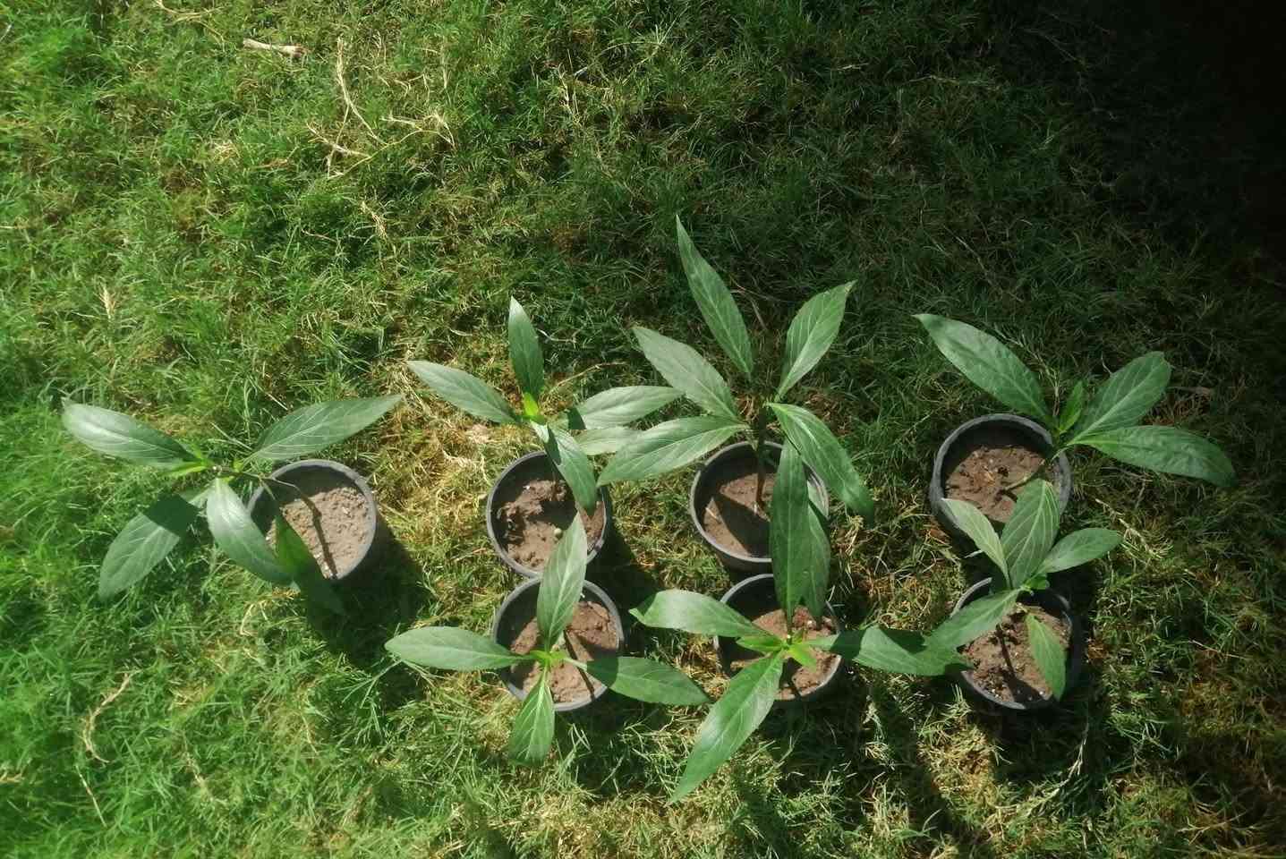 بتونيا الصحراء
هذه النبتة من اسمها تعرف انها صحراوية تتحمل الاجواء القاصية وهي نبتة دائمية تتحمل برد و حر العراق
تنتج ازهاراً ذات شكل جميل و لون بنفسجي تتفتح في الصباح حتى العصر تقريبا
هذه النبتة لكي تنتج ازهار يجب ان تتوسع جذورها فيجب وضعها في ارض او اصيص كبير (سندانة كبيرة) او متوسط

للذي اعجبته النبتة و يريد منها شتلة الأن هي للبيع
السندانة الواحدة بألف


**إذا كنت صاحب هذا الإعلان وتريد حذفه لأي سبب، رجاءا أرسل رسالة إلى الدعم الفني**