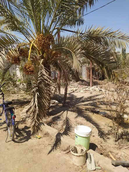 #اسعد_الله_اوقاتكم_بكل_خير⁉️👋

بستان للبيع 

#مساحه:: 2000 م 

#جنس_العقار:: وقف سني  مسجل 

#العنوان:: البهادري قريب على شارع سيد غريب 

#يحتوي:: على بيت مساحه 100 م
فرقتين و صاله و مطبخ و حمام 
يحتوي على نخيل 
ماء كهرباء مدرسه نت كلشي قريب 
شارع 8 م 
#السعر ((120 و بي مجال  قليل))
#اللاستفسار:: إلا تصال على الهاتف ☎️ 📞 
 ☎️ ((*********** ))☎️
                محمد
