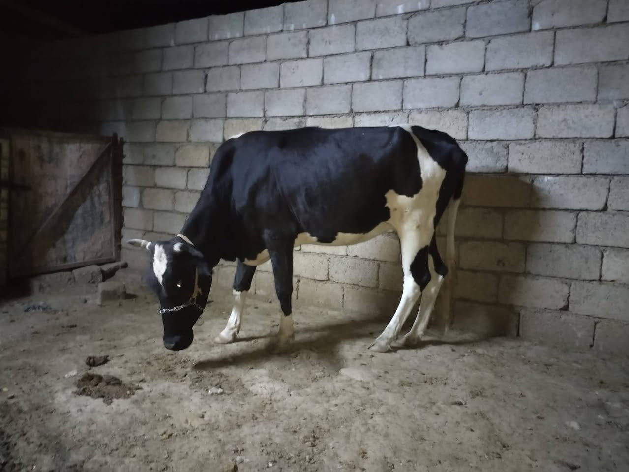 بگره اعشار أربعة أشهر ونص ثالث بطن ***********؛***********
