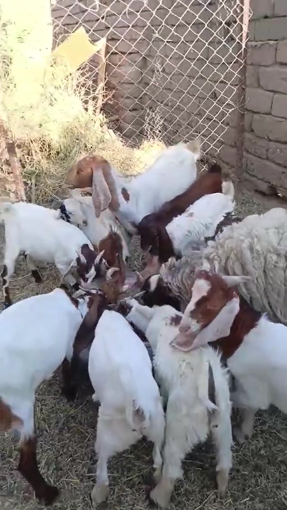 اللهم صلي على محمد وآل محمد 🌺
صخول للبيع صخول ناصحات وحلوات مال بيت خاليات من كل مرض وعيب وشرط الصحة والسمن كلهن توامات 
العنوان القرنة الثغر للستفسار ***********‬‏ واتساب + اتصال
