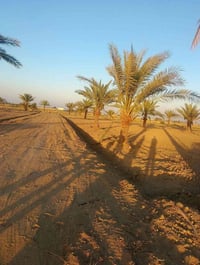 اللبيع 2 دونم بستان   بابو غريب سميلات   قرب من مزرعه التالق   بنص مجم...