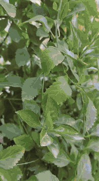 🏡 دار للبيع 🏡
يحتاج مسبح ويؤجر ك مزرعة 
 سكن 
استثمار 
داخل البيت نهر صغير (گود) 
حديقة تتميز ب اكثر من نوع شجرة مثمرة 
عنب رمان تين موز لالنكي وليمون 
📍البو جامل  يبعد دقيقة عن الشط– سلمان باك – المدائن / بغداد
📐 المساحة: نص دونم المبنية 122 متر طابق
📜 الطابو: طابو زراعي 25
✨ تفاصيل:
• استقبال 5*4
• غرفة نوم 6*4
• غرفة نوم 4*4
•صالة  
• مطبخ
حديقة امامية وخلفية 
📲 للاستفسار والمشاهدة:
واتساب أو اتصال: ***********
