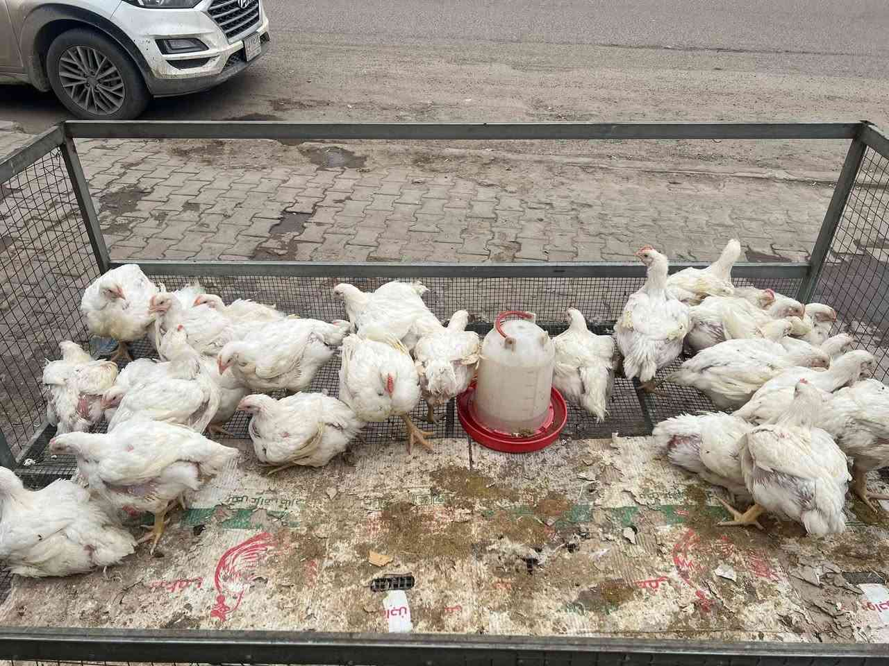 تعلن اسمك ودجاج احمد الجبوري عن تخفيضات كل يوم من السبوع
سعر كيلو السمك بدون شوي (5500) سعر كيلو السمك مشوي (7000)سعر كيلو الدجاج (3500)سعر كيلو الدجاج المقطع (5000) معلينة بل دولاراحمد الحنين الله يديمك يا رخص سمچة سودة مال رضوانية ومسيب امانة الله ورسولة بسعر الجملة دجاج عراقي مال يوسفية رقم واحد 🌹❤️

للتواصل مع الحجز او التوصيل التواصل مع الارقام التالية 

***********

***********

ومن الله التوفيق للجميع#الكل
