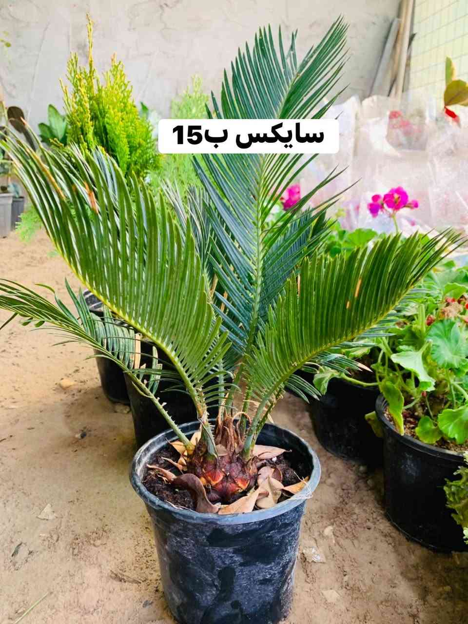 #الاسعار #داخل #صوره


**إذا كنت صاحب هذا الإعلان وتريد حذفه لأي سبب، رجاءا أرسل رسالة إلى الدعم الفني**