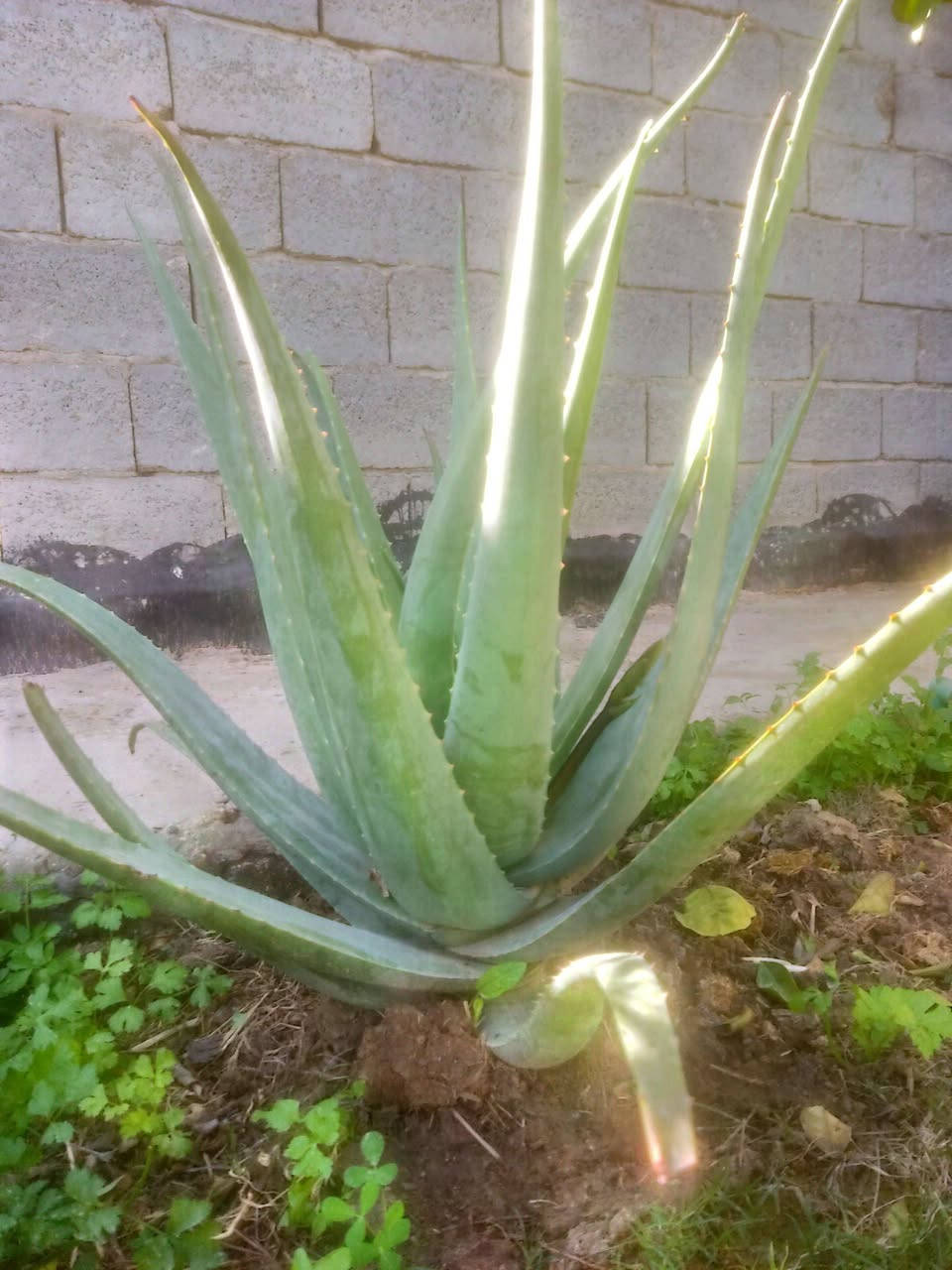 من رخصة الادمن للبيع صبار الافيرا كل الاحجام متوفره شتلات ورقهن متروس بالفيتامينا صحاوه فول طول الورقه نص متر مثل الي بالصوره كربلاء طويريج السياحي توصيل الكبار 10 الف ***********
