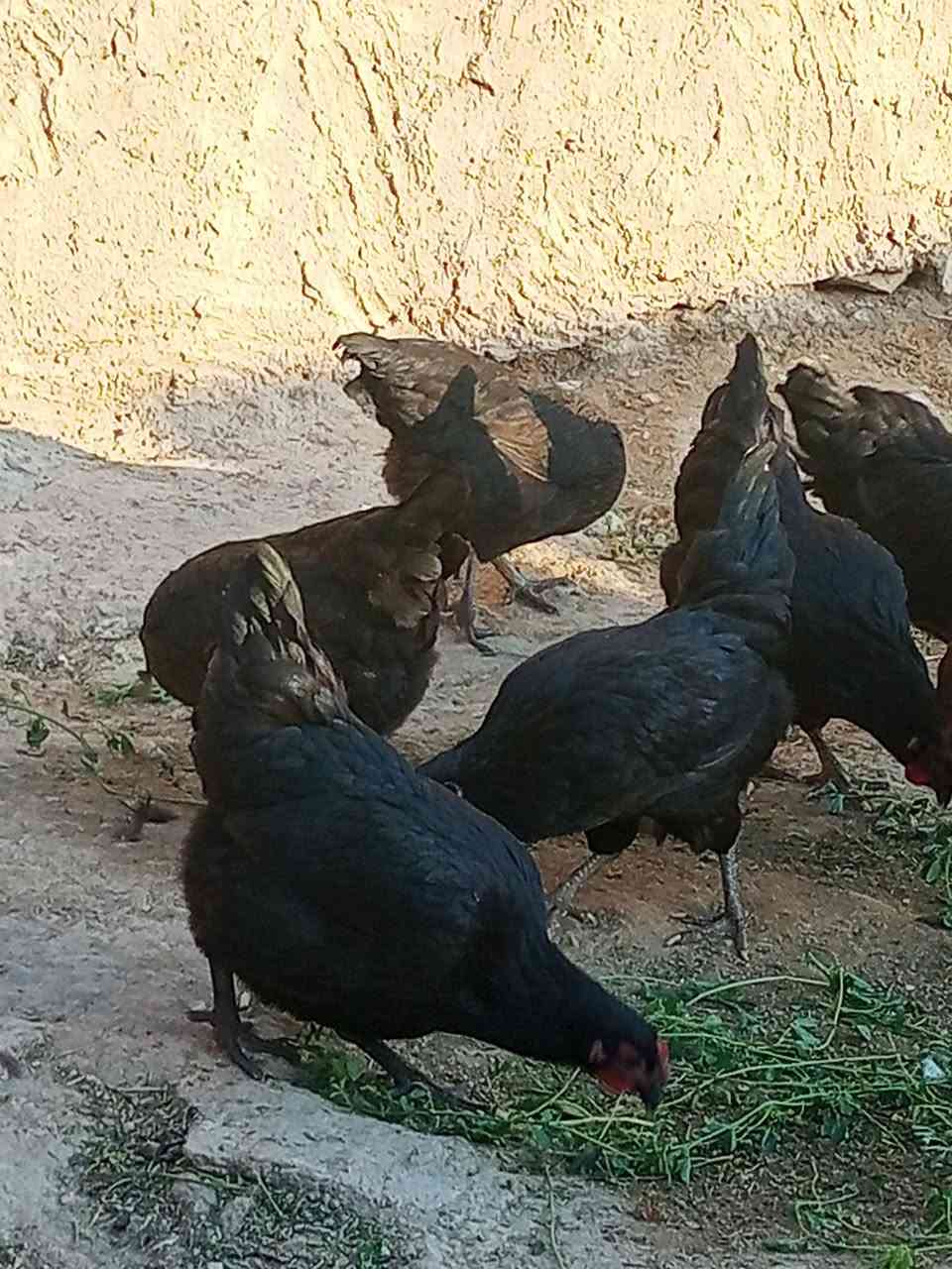 السلام عليكم دجاج تركي البيع الاستفسار نتصل على رقم ***********
