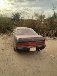 زيتوني • فول مواصفات • البصرة ابو الخصيب