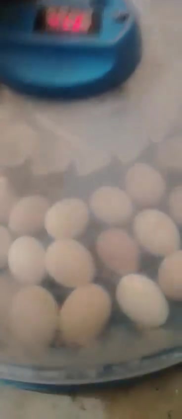 🐣وه جبه ی نوێ هاته وه 
 هەڵهێنەری  هێلکەیی الاصلی فول ئۆتۆماتیک 🐣 
_ بۆهەموو جۆرە هێلکەیەک دەبێت ، تەنها هێلکە خستنە ناو
   هەڵهێنەرەکە لەسەرتۆیە پێویست بە هیچ رێکخستنێکی 
   بەرنامە و کاری دەستی ناکات.

80هیڵکه 

_ مۆدی هەموو جۆرە هێلکەیەکی لەسەرە شاشەکە هەیە.
_ سیستەمی ئاوی ئۆتۆماتیک و کارەبای .
_ ڕێژەی شێ ، پلەی گەرمی ، خولانەوەی هێلکە ئۆتۆماتیک .
_ بەکارەبا و بە پاتری کاردەکات
_ پێویستی بە 50w وات کارەبا هەیە .
_ ژمارەی ڕۆژەکان لەسەر شاشە نیشان دەدات .
_ کامل ئەدەواتی جوجکەی لەگەڵ دایە .
  🚗 گەیاندن بێ بەرامبەرە بۆ سەرجەم بۆ هەموو عێراق
***********
